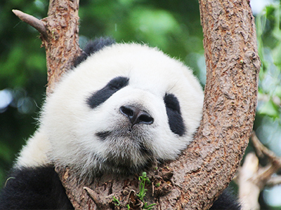 魅力大阪．環球影城道頓堀和食名店