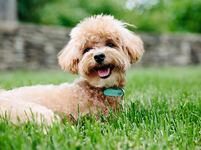 汪汪郊遊．寵物親子樂園．青青草原1日