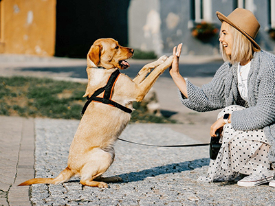 汪汪郊遊．毛孩交流賽．青青草原1日