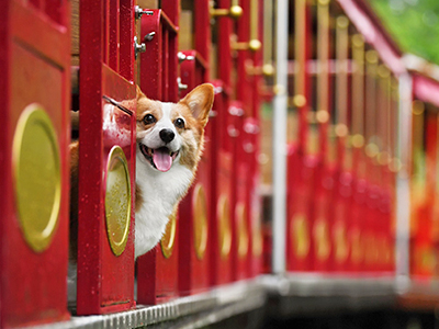 寵物同樂．寵物親子樂園．青青草原1日