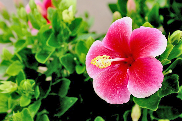 夏威夷FUN輕鬆．侏儸紀公園．愛之船．珍珠港